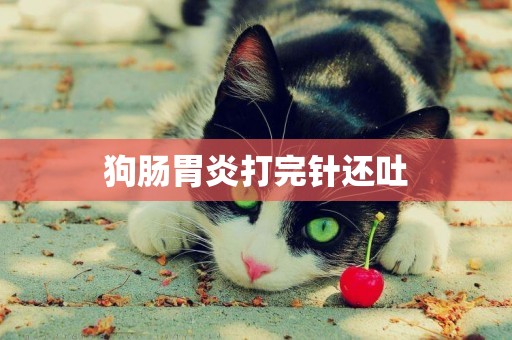 狗腸胃炎打完針還吐