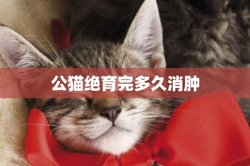 公貓絕育完多久消腫