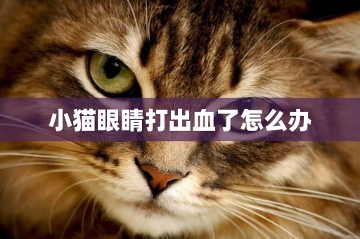 小貓眼睛打出血了怎么辦