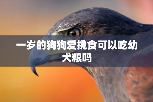 一歲的狗狗愛挑食可以吃幼犬糧嗎