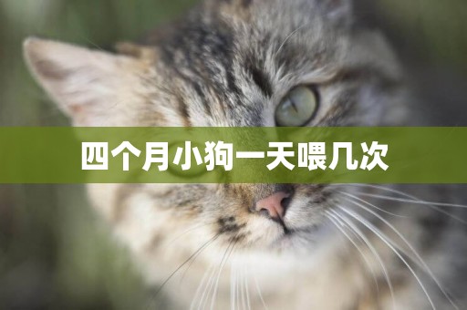 四個月小狗一天喂幾次