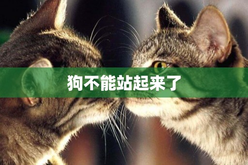狗不能站起來了