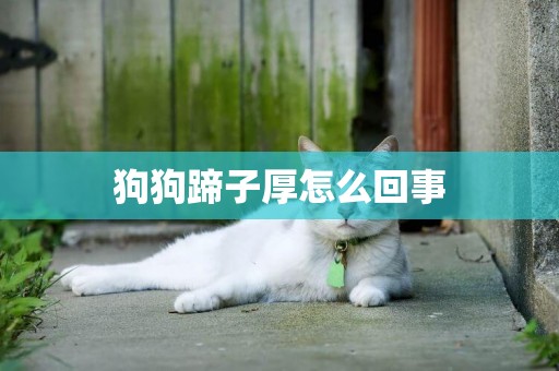 狗狗蹄子厚怎么回事