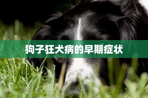 狗子狂犬病的早期癥狀