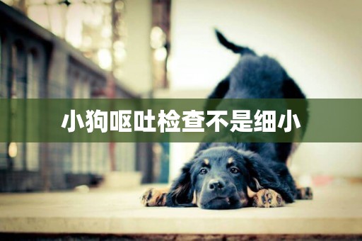 小狗嘔吐檢查不是細小