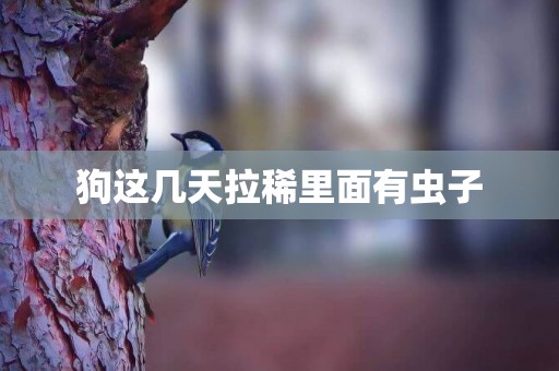 狗這幾天拉稀里面有蟲子