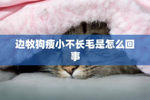 邊牧狗瘦小不長毛是怎么回事