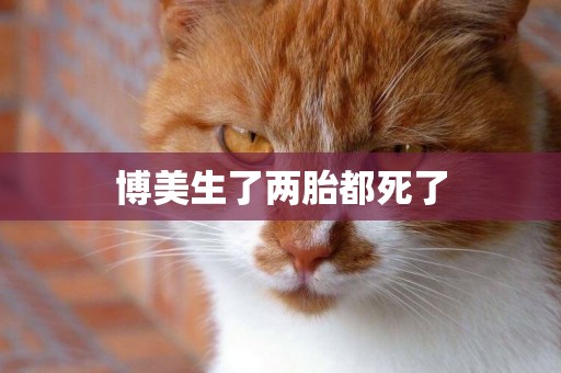 博美生了兩胎都死了