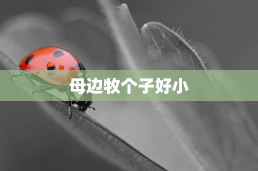 母邊牧個子好小