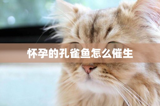 懷孕的孔雀魚怎么催生