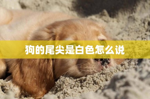狗的尾尖是白色怎么說