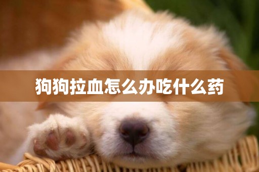 狗狗拉血怎么辦吃什么藥