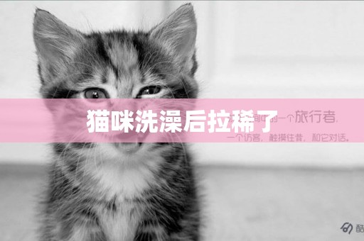 貓咪洗澡后拉稀了