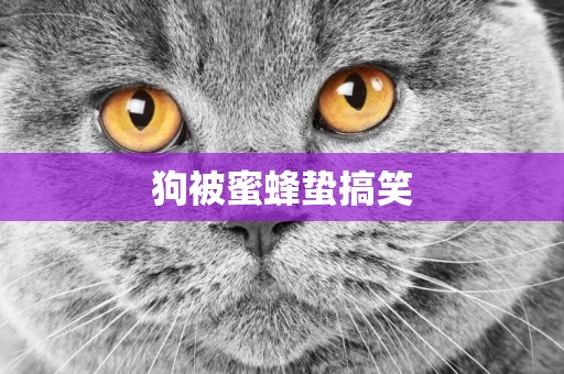 狗被蜜蜂蟄搞笑