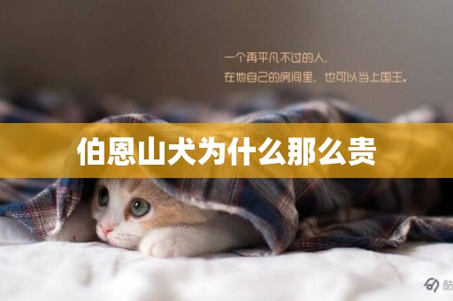 伯恩山犬為什么那么貴