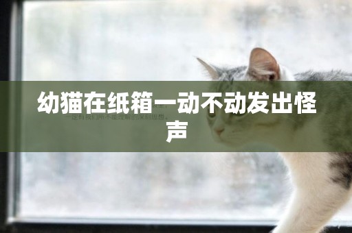 幼貓在紙箱一動不動發出怪聲