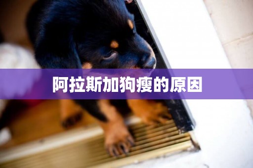 阿拉斯加狗瘦的原因