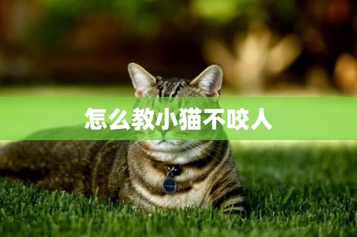 怎么教小貓不咬人