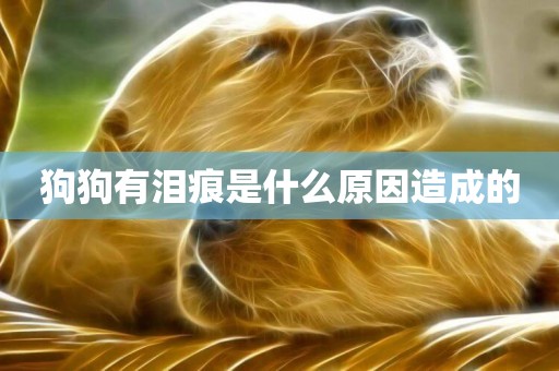 狗狗有淚痕是什么原因造成的