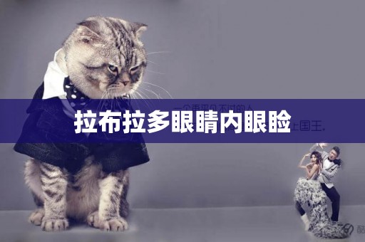 拉布拉多眼睛內眼瞼