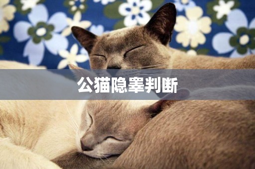 公貓隱睪判斷