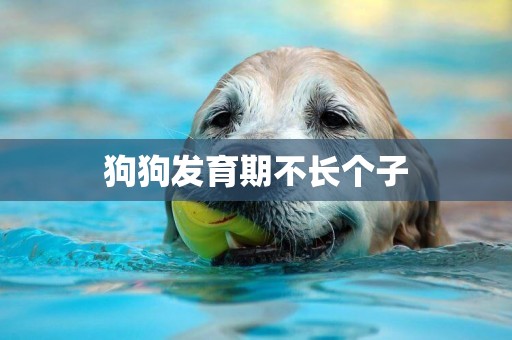 狗狗發育期不長個子