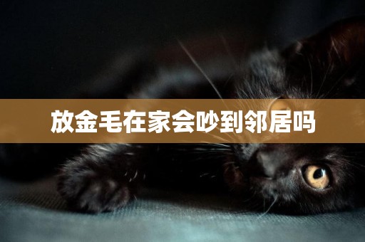 放金毛在家會吵到鄰居嗎