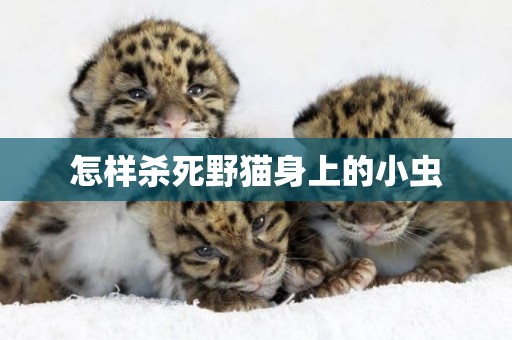 怎樣殺死野貓身上的小蟲