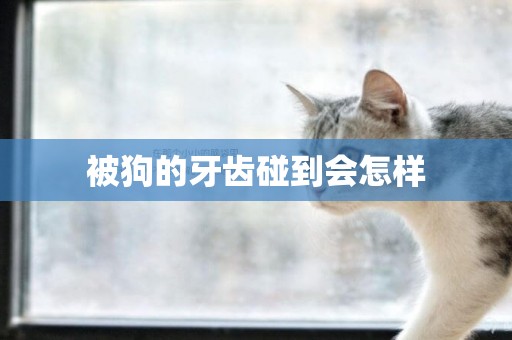 被狗的牙齒碰到會怎樣