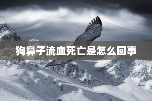 狗鼻子流血死亡是怎么回事