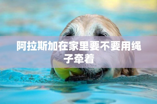 阿拉斯加在家里要不要用繩子牽著