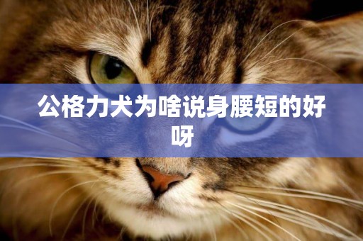 公格力犬為啥說身腰短的好呀