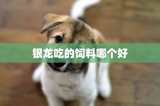 銀龍吃的飼料哪個好