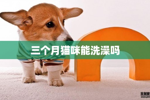 三個月貓咪能洗澡嗎