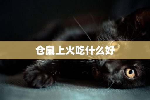 倉鼠上火吃什么好