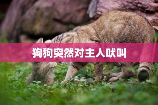 狗狗突然對主人吠叫