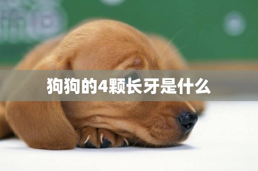 狗狗的4顆長牙是什么
