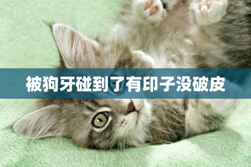 被狗牙碰到了有印子沒破皮