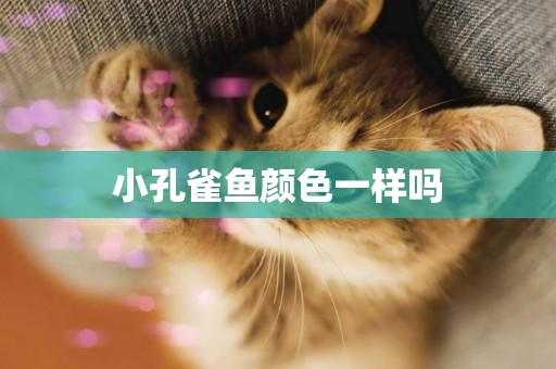 小孔雀魚顏色一樣嗎