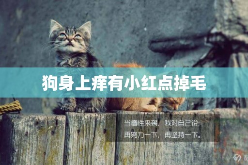 狗身上癢有小紅點掉毛