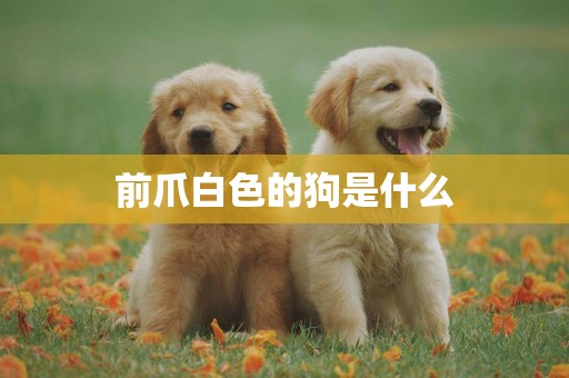 前爪白色的狗是什么