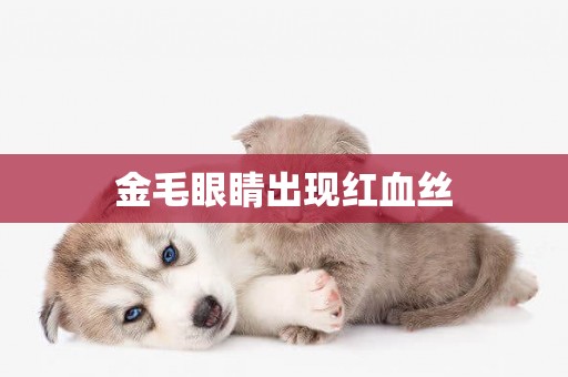 金毛眼睛出現紅血絲