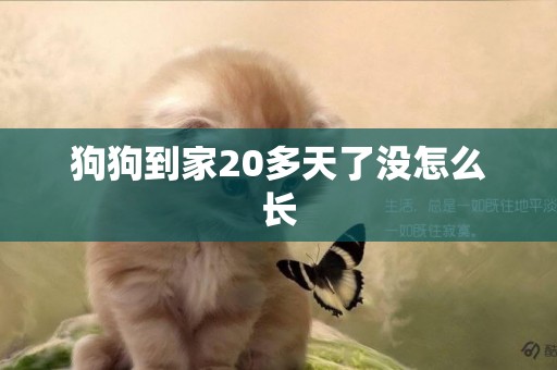狗狗到家20多天了沒怎么長