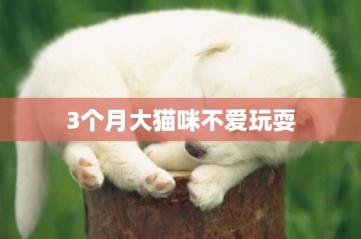 3個月大貓咪不愛玩耍