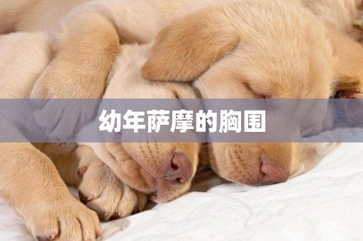 幼年薩摩的胸圍