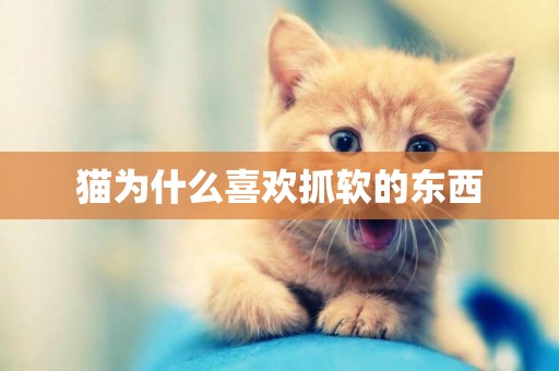 貓為什么喜歡抓軟的東西