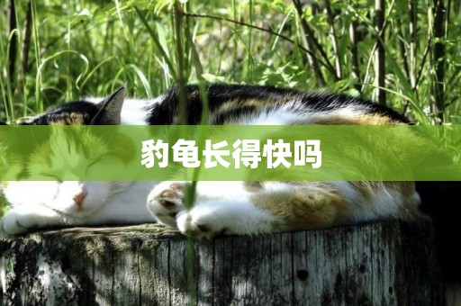 豹龜長得快嗎