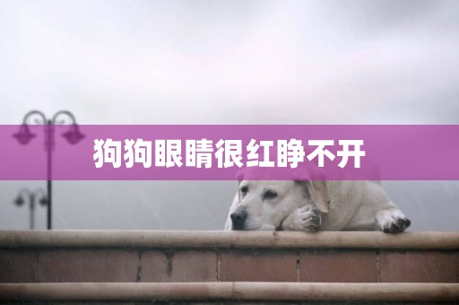 狗狗眼睛很紅睜不開