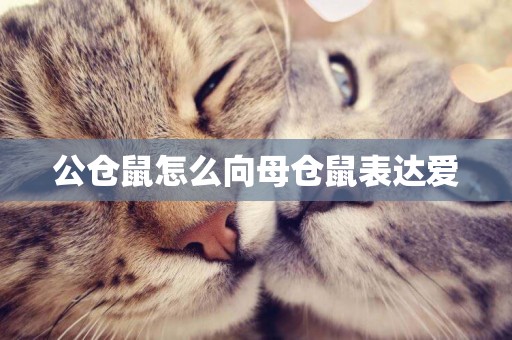 公倉鼠怎么向母倉鼠表達愛