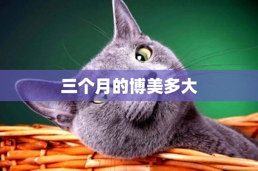 三個月的博美多大